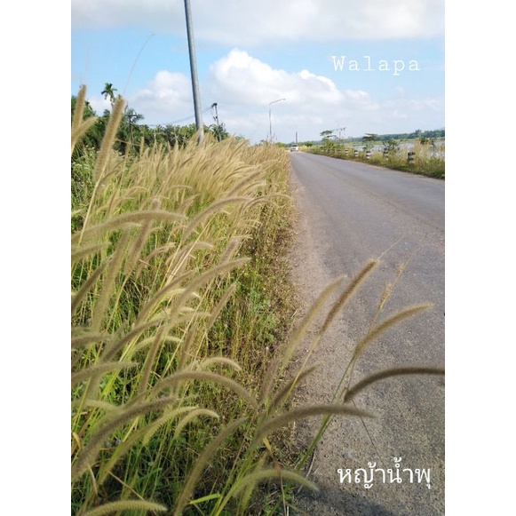 เมล็ดพันธุ์หญ้าน้ำพุ​ 10บาท