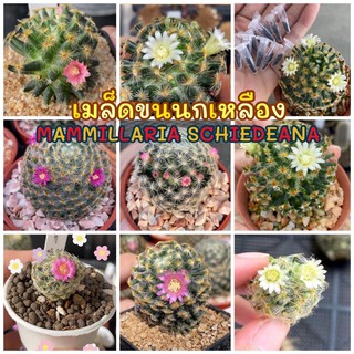 sjcactus เมล็ดแคคตัส เมล็ดกระบองเพชร เมล็ดขนนกเหลือง แมมขนนกเหลือง MAMMILLARIA SCHIEDEANA เก็บปลายทางได้