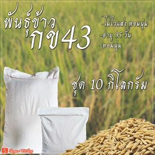 ข้าวปลูก กข43 พันธ์ข้าวกข43 เมล็ดพันธ์ข้าวกข43 ผลผลิตดีมาก (10 กิโลกรัม)