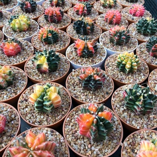 30 เมล็ด ยิมโนด่าง Gymnocalycium mihanovichii variegata เมล็ดกระบองเพชร แคคตัส