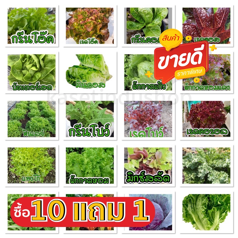 เมล็ดผักอินทรีย์ เมล็ดพันธุ์ผักสลัด เมล็ดผักสลัด 100-200 เมล็ด 10 บาท   [10 แถม 1 คละได้]