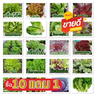 เมล็ดผักอินทรีย์ เมล็ดพันธุ์ผักสลัด เมล็ดผักสลัด 100-200 เมล็ด 10 บาท   [10 แถม 1 คละได้]