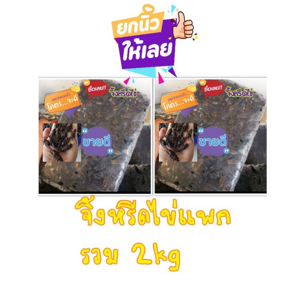 จิ้งหรีด​ไข่แน่นๆแพก 2กิโลกรัม​