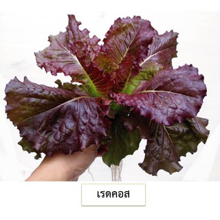 🌱เมล็ดผักสลัดเรดคอส ซัมเมอร์ 100 เมล็ด (ซื้อ10แถม1 คละได้)🌱