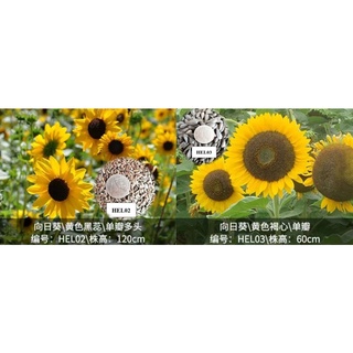 เมล็ดพันธุ์ดอกทานตะวัน Helianthus annuus L. ความสูง60 ซม และ 120 ซม.