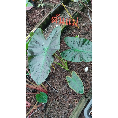 บอนดำอโลฮ่า Aloha (colocasia esculenta Aloha) ส่งพร้อมกระถาง4นิ้ว