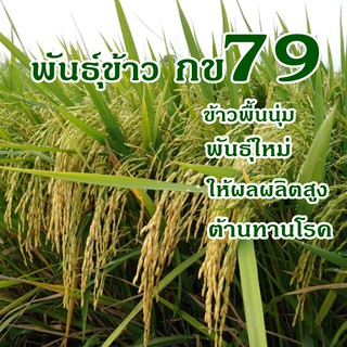 พันธุ์ข้าวกข79ชุดทดลอง1กิโลกรัมพันธุ์ข้าวนาปรังให้ผลผลิตสูง