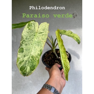 Philodendron paraiso verde พาไรโซ่