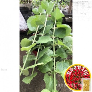 Oregano Plant Stem cuttings (attached in soil)orGIANT Oregano leaves Maaring itanim agad at palaguin头饰/玫瑰/木瓜/香菜/上衣/园艺/กุ