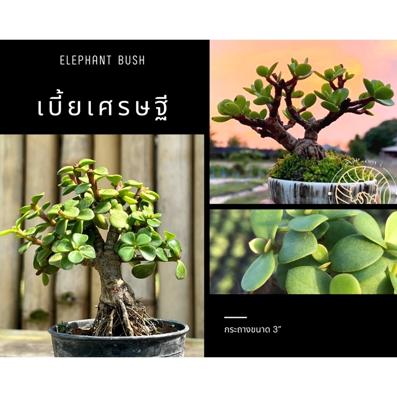เบี้ยเศรษฐี💰/ปะการังเขียว [Elephant bush / Portulacaria Afra.]🐘🌿บอนไซจิ๋ว กระถาง 3”