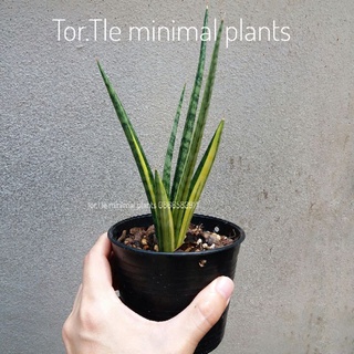 ต้นลิ้นมังกรเพลิงสะบัดด่าง หรือ เพลิงสบัดด่าง  Sansevieria Bunlue Torch V. พร้อมกระถาง ด่างฮาฟหายาก ได้ต้นตามภาพ