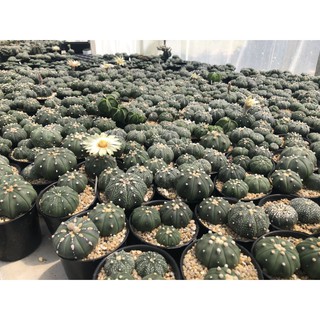 Astrophytum แอสโตรไฟตัม  ราคาเบาๆ (ส่งทั้งกระถาง/ถอดราก)