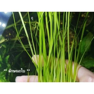 เทปใบแคบ – Vallisneria narrow leaf พร้อมปลูก ต้นไม้น้ำ ต้นไม้น้ำพร้อมปลูก ***กรุณาอ่านรายละเอียดก่อนสั่งซื้อ***
