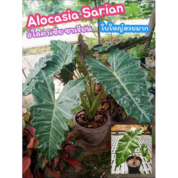 อโลคาเซีย ซาเรียน หูช้าง Alocasia Sarian Ele 🌿phant's Ear​ ต้นไม้ฟอกอากาศ​ ไม้มงคล​ บอน​ บอนสี​ แต่ง