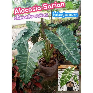 อโลคาเซีย ซาเรียน หูช้าง Alocasia Sarian Ele 🌿phants Ear​ ต้นไม้ฟอกอากาศ​ ไม้มงคล​ บอน​ บอนสี​ แต่งบ้าน​สวน​ ​ปุ๋ย​ ดิน