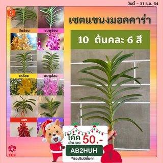 แขนงมอคคาร่า เซ็ต 10 ต้น เลือกสีได้หรือคละสี 5 สี ต้นสมบูรณ์ ใหญ่ แข็งแรง (ต้นยังไม่มีดอก) Mok