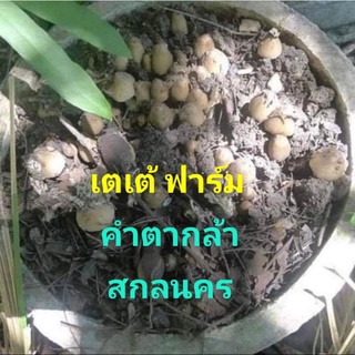 เชื้อเห็ดปลวกแบบผงสำหรับเพาะในท่อซีเมน.ชื้อ10แถม2