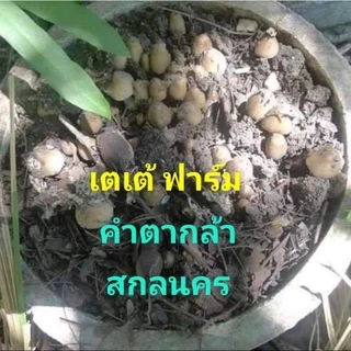 เชื้อเห็ดโคลน หรือเห็ดปลวก.ชนิตผงแห้ง..สุตรเข้มข้น
