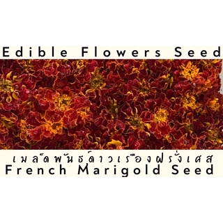 เมล็ดพันธ์ุดอกดาวเรืองฝรั่งเศส ดอกไม้กินได้ French Marigold edible flowers seed