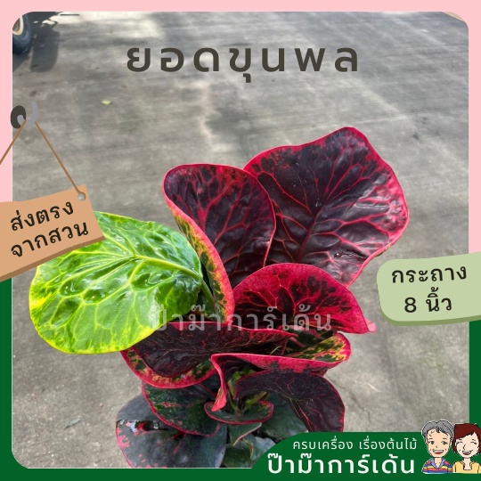 มุมมอง 3