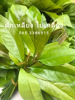 ผักเหลียง ใบเหลียง สด เก็บทุกวันจากสวน น้ำหนัก 500 กรัม