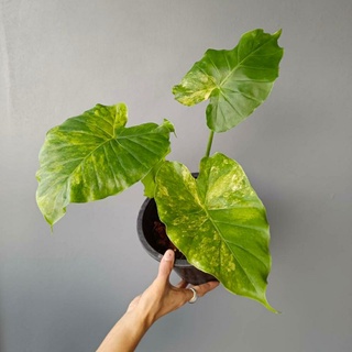 บอนหูช้าง ด่างเหลือง เล็ก⚠️/Alocasia gageana🌠