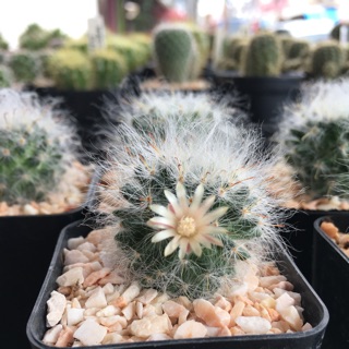 กระบองเพชร แคคตัส (Cactus) แมมขนแมว (Mammillaria Bocasana) สีโอรส จัดส่งทั้งกระถาง