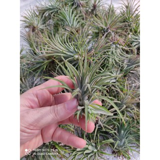 ทิลแลนเซีย Tillandsia สับปะรดสีทิลแลนด์เซีย ช่วยฟอกอากาศและดูดซับสารพิษในอากาศ  ต้นละ 20 บาท