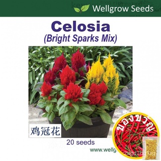 เมล็ด: Celosia Cockscomb Bright Sparks (20sds) แบบขนนกหงอนไก่ Balung Ayam ประจำปีเมล็ด BZPG