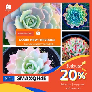 ใช้โค๊ดลด20%‼️ซื้อ1แถม1 🍀เมล็ดไม้อวบน้ำ Succulent 🍀50/100เมล็ด