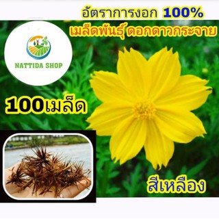 100 เมล็ดพันธุ์ ดอกดาวกระจาย สีเหลือง ดาวกระจายสีเหลือง