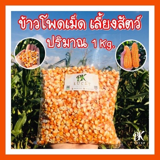 ข้าวโพดเม็ด เม็ดเต็ม 1 กิโลกรัม พันธ์ 888 999 339 และ S7 เม็ดเต็ม อาหารสัตว์ ข้าวโพดบด เลี้ยงสัตว์ อาหารนก อาหารไก่ สัตว