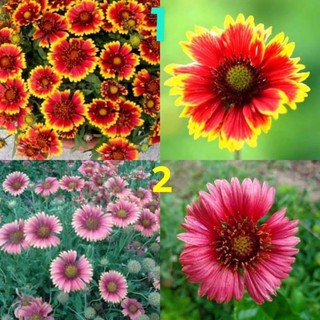 เมล็ด ดอกเดือนฉาย GAILLARDIA บรรจุซองละ 30 เมล็ด