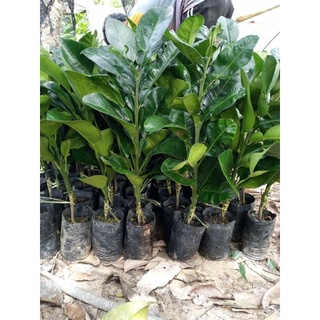 ต้นส้มโอทับทิมสยาม รสชาติหวาน หนุ่มละมุนลิ้น ต้นสูงประมาณ 35…