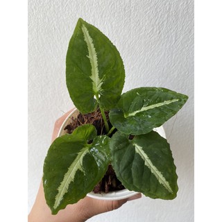 ต้นออมเพชร : Syngonium wendlandii Schott /round form ฟอร์มพุ่มสวยๆ กระถางสีขาว 3 และ 4 นิ้ว