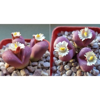 Lithops Rubra แฝด 150฿ ส่งฟรี