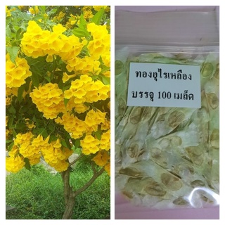 เมล็ดดอกไม้ เมล็ดทองอุไรสีเหลือง พันธุ์ดอกใหญ่ 200 เมล็ด