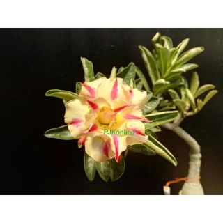 ทองเศรษฐี ชวนชมดอกซ้อน adenium desert rose