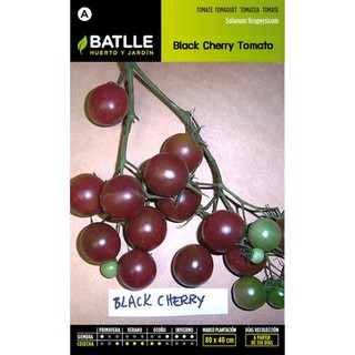 เมล็ด มะเขือเทศเชอรี่สีดำ - Black Cherry Tomato