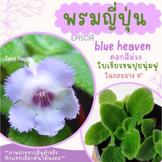 พรมญี่ปุ่น "บลูแฮฟเว่น"  (blue heaven) ในกระถาง 4 นิ้ว ดอกสีม่วง ใบเขียวขนปุยนุ่มฟู