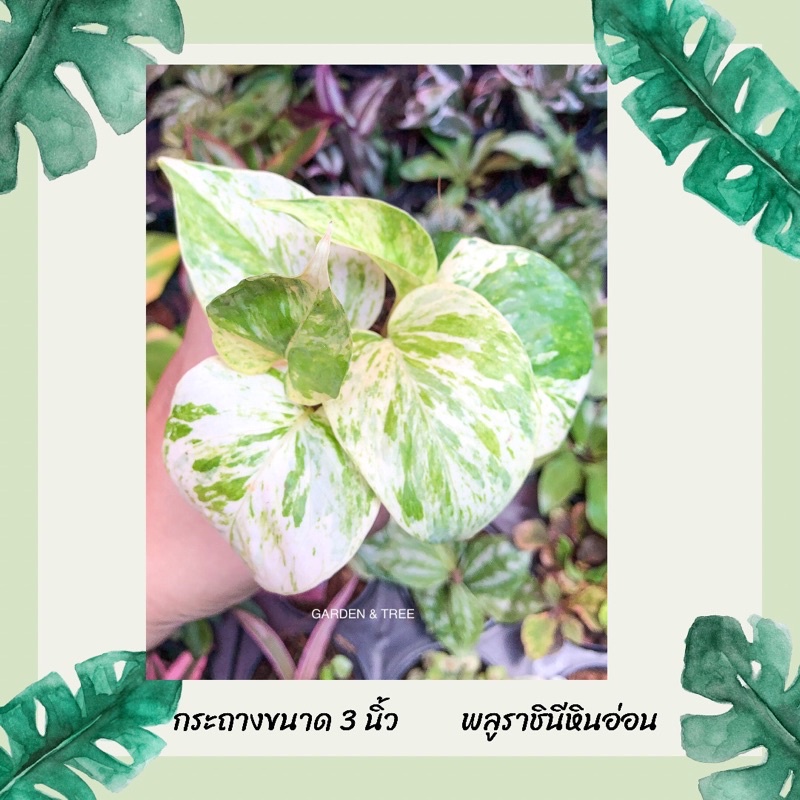 พลูราชินีหินอ่อน กระถางขนาด 3 นิ้ว ราคา ถูกที่สุด ดีลบีเคเค แกลเลอรีภาพที่ 2
