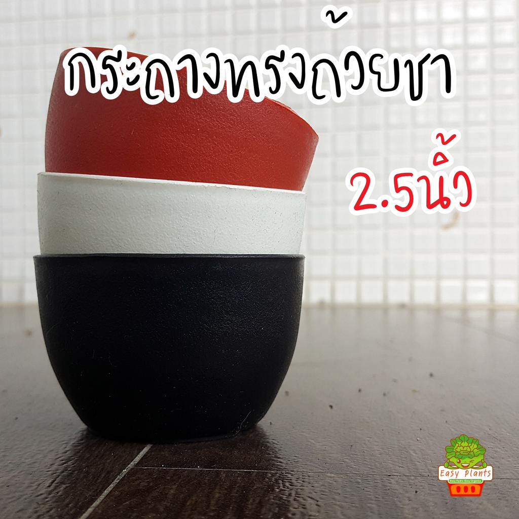 Best saller กระถางแคตตัส 2.5 นิ้ว ทรงถ้วยชา มี 3 สี สีส้มอิฐ ดำ ขาว สินค้าใหม่ เกรด A เมล็ดฟ้าทะลายโจร เมล็ดแคนตัส เมล็ดผัก เมล็ดพืช กล้วยไม้