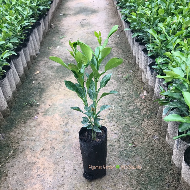 ต้นมะกรูด พันธุ์หอม เพาะเมล็ด 1ถุงมี 1-2ต้น ราคาถูก (รับประกัน ส่งใหม่ฟรีหากสินค้าเสียหาย)