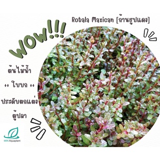 Rotala maxican หรือ ก้านธูปแดง ใบบก 20 กิ่ง 100 ต้นไม้น้ำ ต้นไม้ปลูกในตู้ปลา ไม้น้ำในตู้ปลา