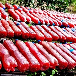 หัวเชื้อจุลินทรีย์สังเคราะห์แสง PSB ขวด 0.25 -1.5 ลิตร สูตรเข้มข้น หัวเชื้อแท้ 100% เร่งแตกราก ออกดอก ผลดก 0.25-1.5ลิตร