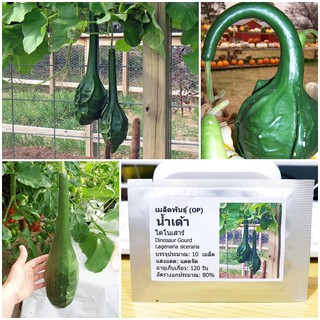 เมล็ดพันธุ์ น้ำเต้าไดโนเสาร์ (Dinosaur Gourd Seed) บรรจุ 10 เมล็ด คุณภาพดี ราคาถูก ของแท้ 100%