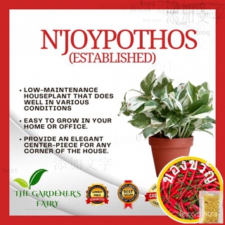 Njoy Pothos (Established)-With Soil / Real Plant /Best Seller/ COD / THE GARDENERS FAIRY帽子/木瓜/向日葵/seeds/芹菜/男装/上衣/裙子/กุ