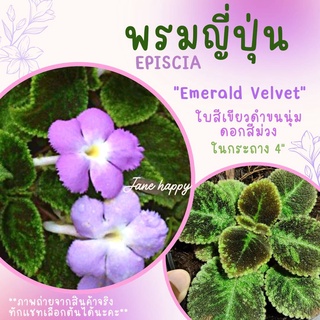 พรมญี่ปุ่น "เอ็มเมอรอล เวลเวท" (Emerald Velvet) ดอกสีม่วง ใบสีเขียวดำ กระถาง 4 นิ้ว สวยมาก ค่าส่งถูก