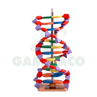 แบบจําลองดีเอ็นเอ Mini DNA TM 12 layer Model [30MDNA06012]