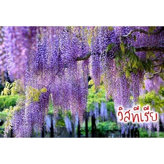 เมล็ดวิสทีเรีย10เมล็ด  Wisteria frutescens     เมล็ดใหม่  คุณภาพดี  FL-09501